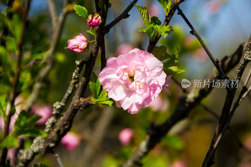 三叶Prunus ulmiifolia (Louiseania ulmiifolia)枝开花。近照的杏仁三叶状枝，有美丽的粉红色花朵